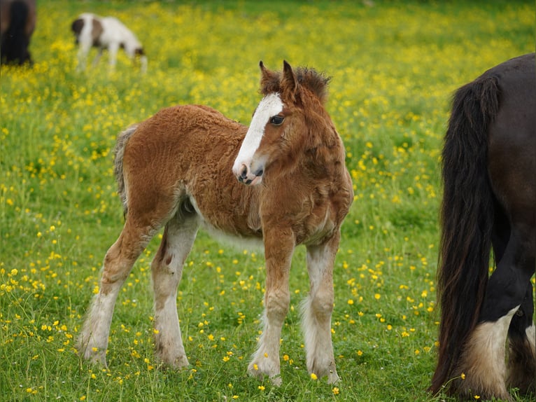 Tinker Merrie Veulen (03/2026) 153 cm  in kerry
