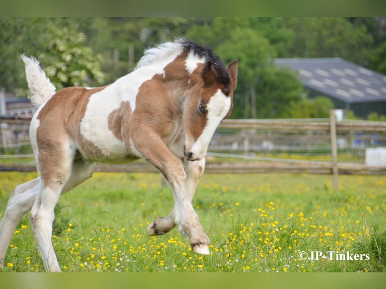 Tinker Merrie Veulen (04/2026) 155 cm Tobiano-alle-kleuren in Hulsberg