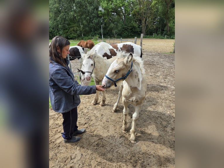 Tinker Merrie Veulen (05/2026) Buckskin in Plaaz