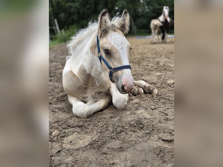 Tinker Merrie Veulen (05/2026) Buckskin in Plaaz