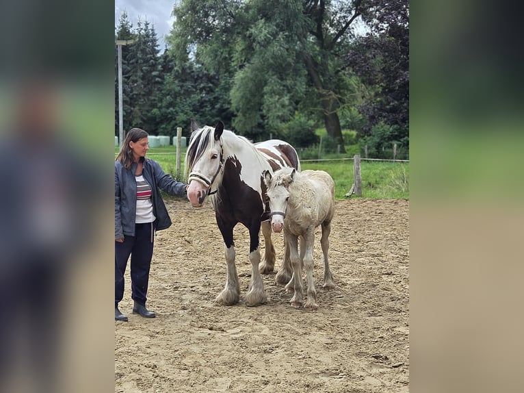 Tinker Merrie Veulen (05/2026) Buckskin in Plaaz