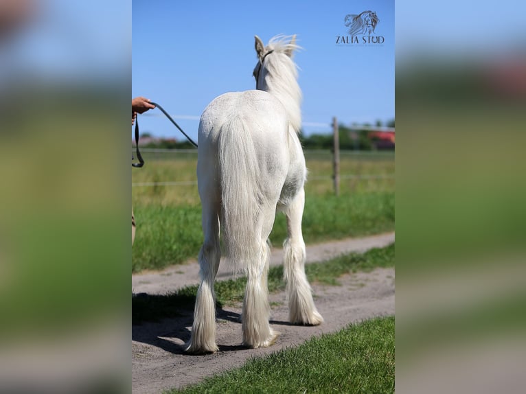 Tinker Ogier 1 Rok 150 cm Cremello in Stryk&#xF3;w
