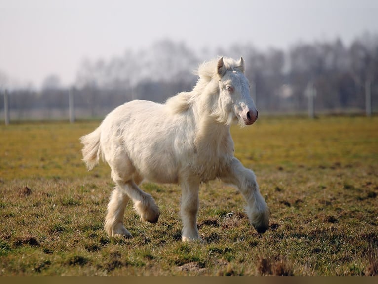 Tinker Ogier 1 Rok Cremello in Stryków