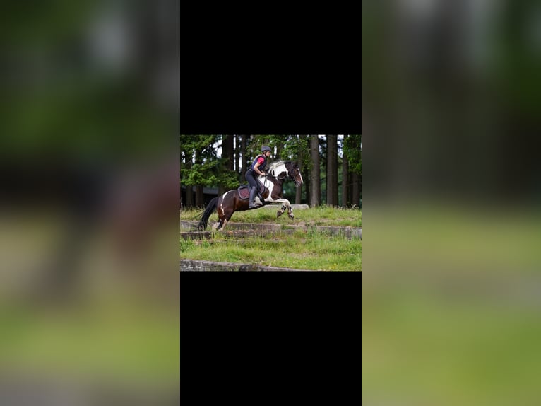 Tinker Ogier 2 lat 140 cm Srokata in Zaventem