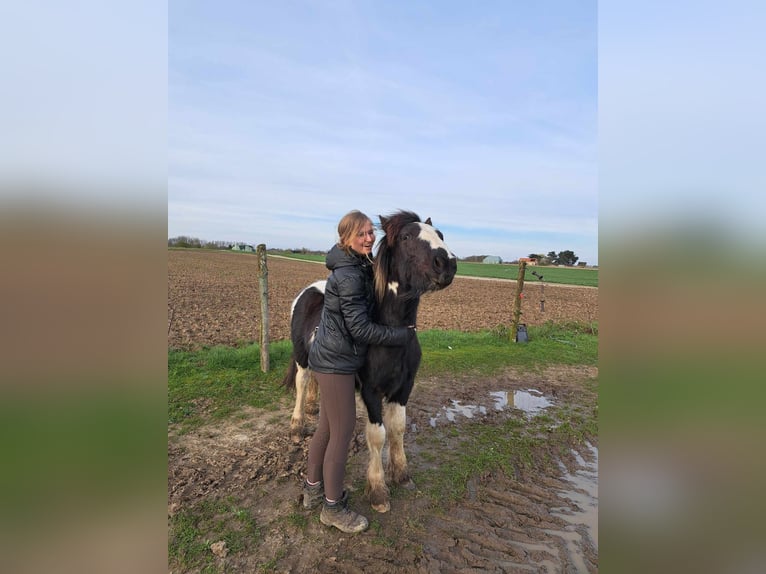 Tinker Ogier 2 lat 140 cm Srokata in Zaventem