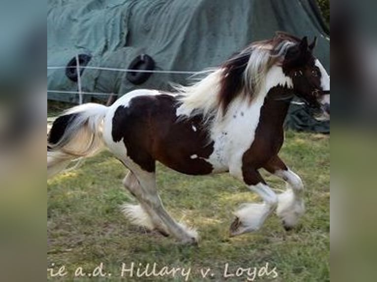 Tinker Ogier 2 lat 148 cm Srokata in Calden