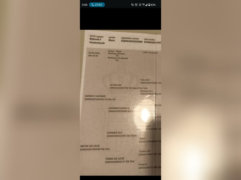 Tinker Ogier 3 lat 164 cm Kara in Miko&#x142;&#xF3;w