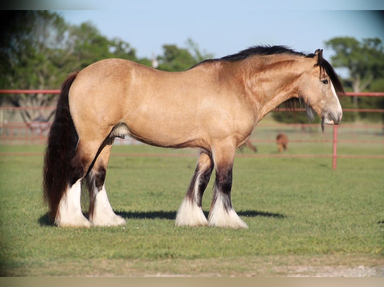 Tinker Ogier 5 lat 140 cm Jelenia in Grand Saline