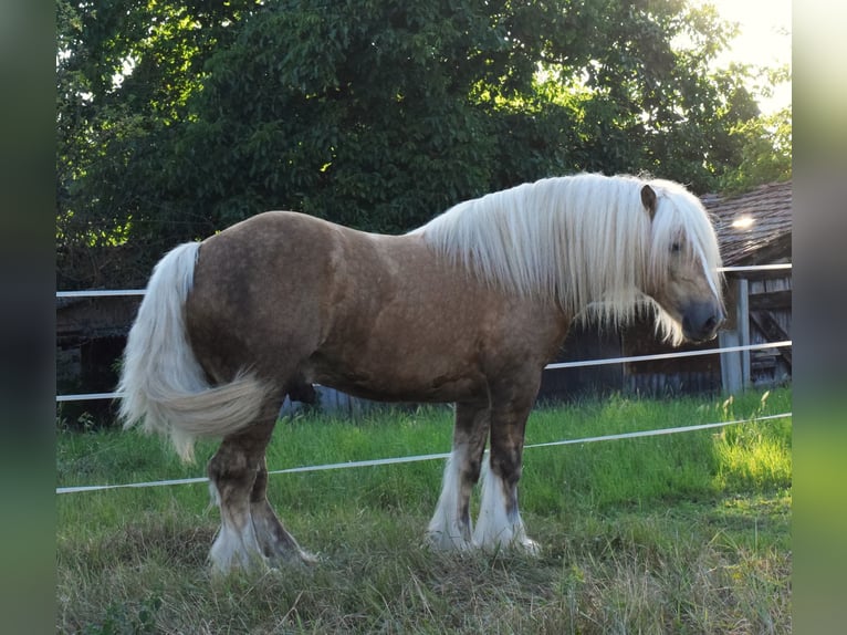Tinker Ogier 5 lat 160 cm Izabelowata in Csorvás