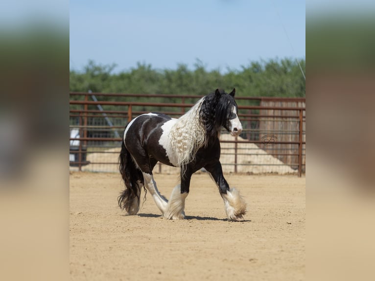 Tinker Ogier 5 lat Tarantowata in Bakersfield