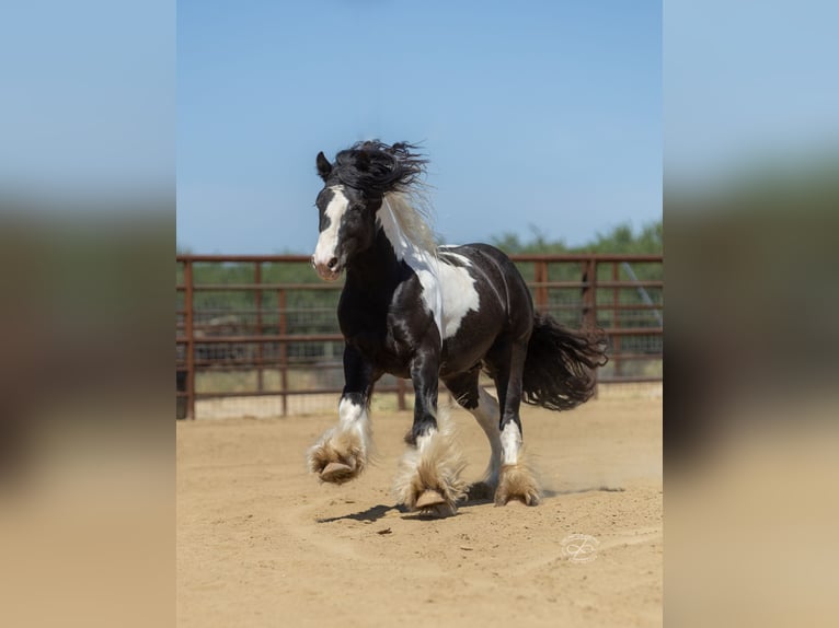 Tinker Ogier 5 lat Tarantowata in Bakersfield