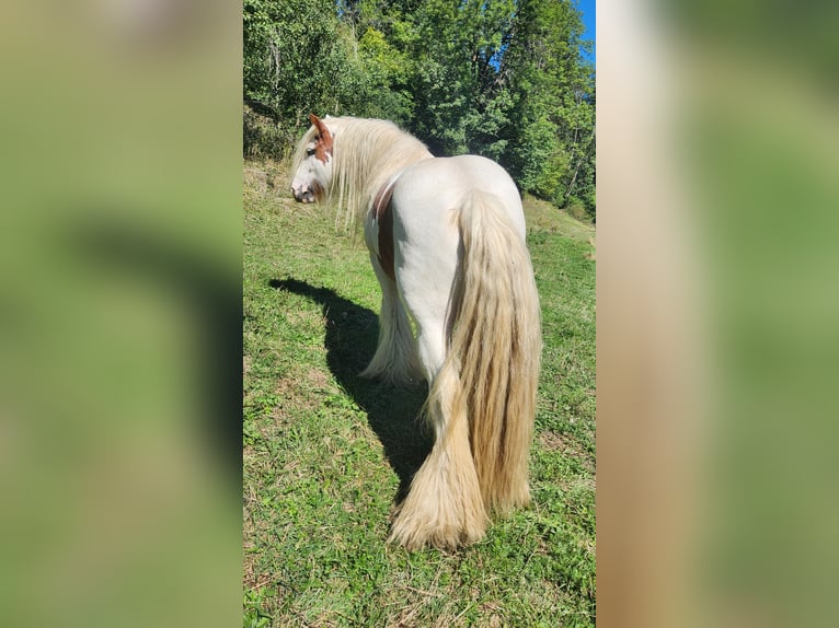 Tinker Ogier 6 lat 125 cm Srokata in St. Gallen