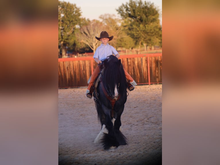 Tinker Ogier 7 lat 150 cm Karodereszowata in Grand Saline