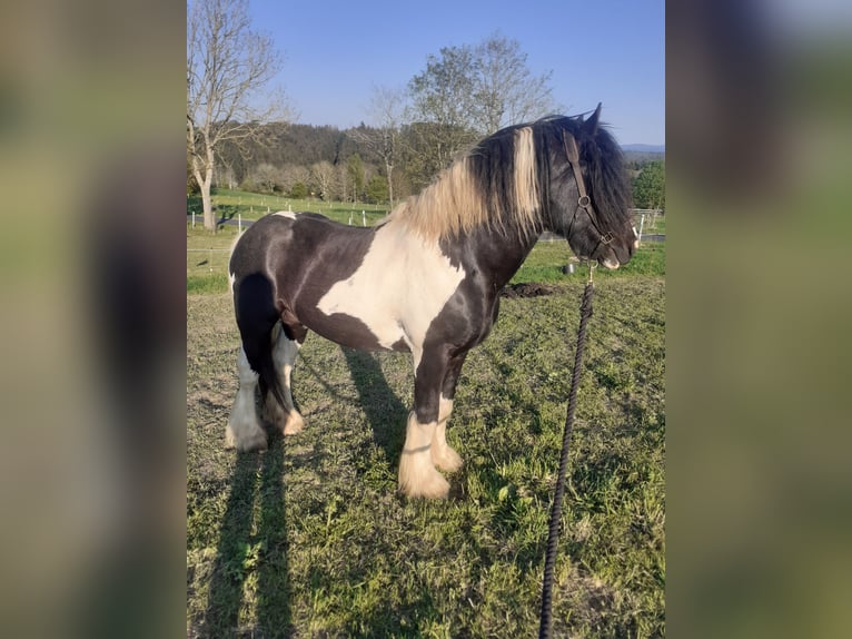 Tinker Ogier 9 lat 156 cm Srokata in Bad Münstereifel