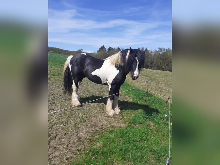 Tinker Ogier 9 lat 156 cm Srokata in Bad Münstereifel