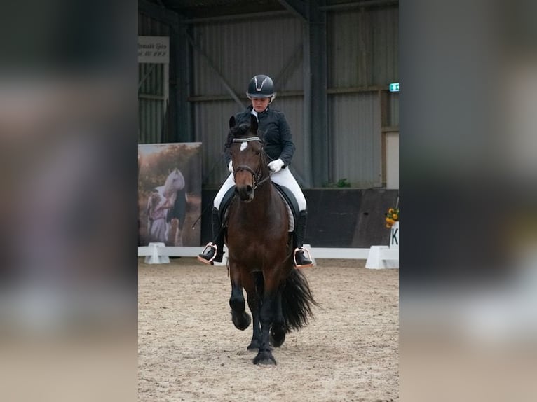 Tinker Mix Ogier Gniada in Schraard