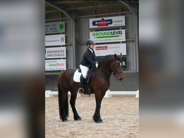 Tinker Mix Ogier Gniada in Schraard