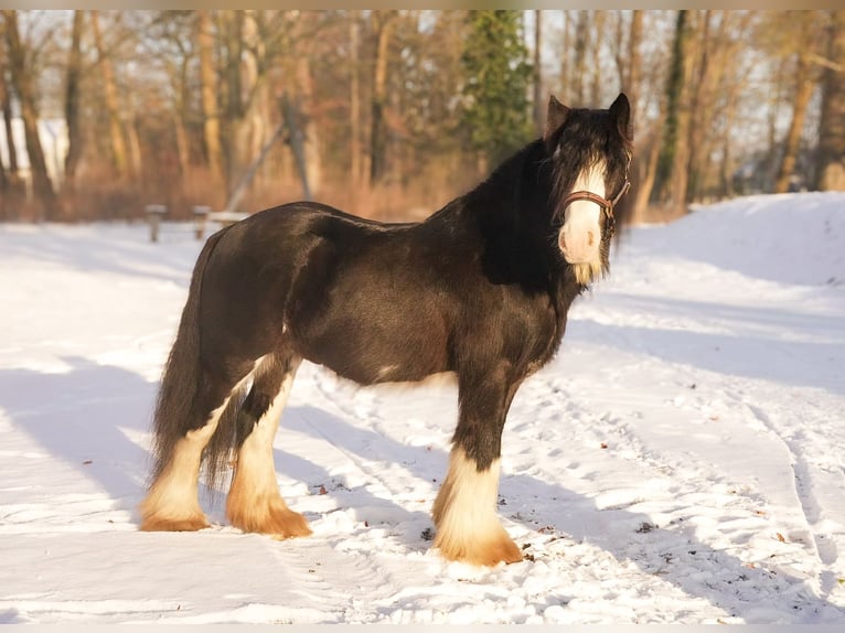 Tinker Ogier Kara in Gribow