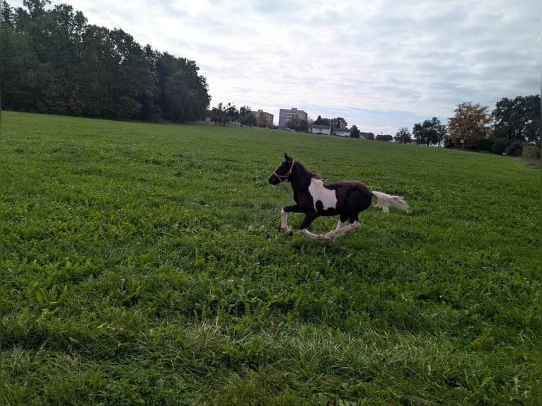 Tinker Mix Ogier Źrebak (06/2025) 115 cm Srokata in Schw&#xE4;bisch Gm&#xFC;nd