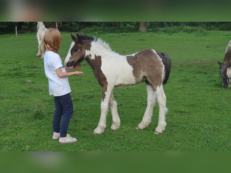 Tinker Ogier Źrebak (07/2025) 125 cm Srokata in Tangeln