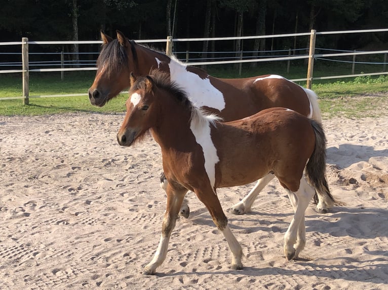 Tinker Mix Ogier Źrebak (05/2025) 130 cm Srokata in Gschwend
