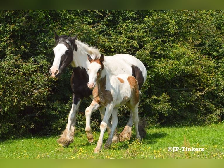 Tinker Ogier Źrebak (04/2024) 150 cm Tobiano wszelkich maści in Hulsberg