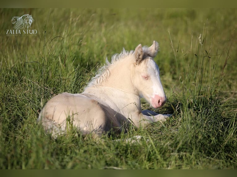 Tinker Ogier Źrebak (04/2026) Cremello in Stryków