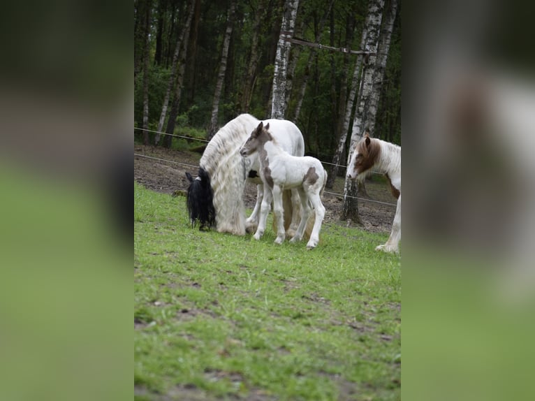 Tinker Ogier Źrebak (04/2026)  in Heiligengrabe