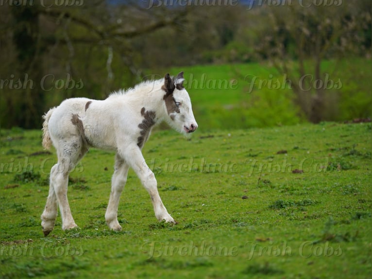 Tinker Ogier Źrebak (01/2026)  in kerry