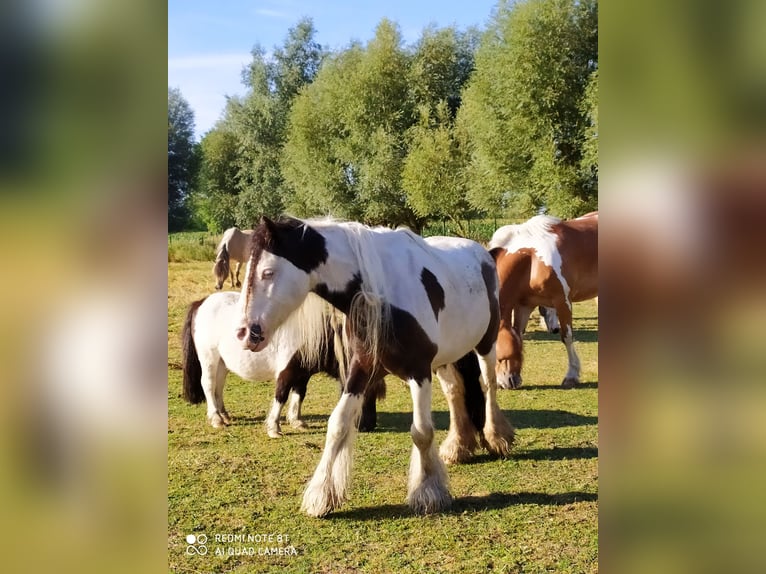 Tinker Ruin 10 Jaar 128 cm Gevlekt-paard in Rahden
