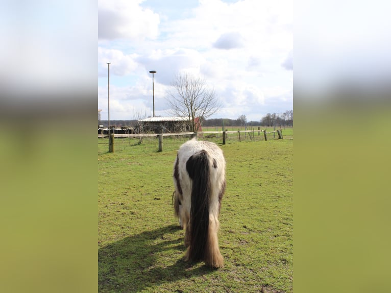Tinker Ruin 10 Jaar 128 cm Gevlekt-paard in Rahden
