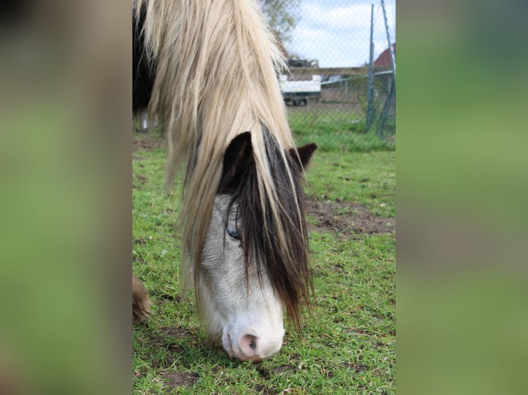 Tinker Ruin 10 Jaar 128 cm Gevlekt-paard in Rahden