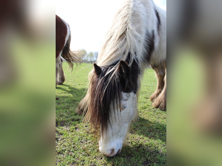 Tinker Ruin 10 Jaar 128 cm Gevlekt-paard in Rahden