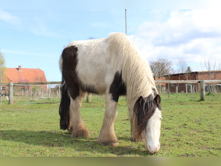 Tinker Ruin 10 Jaar 128 cm Gevlekt-paard in Rahden