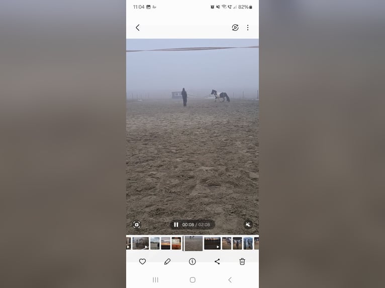 Tinker Ruin 10 Jaar 138 cm Gevlekt-paard in Maissau