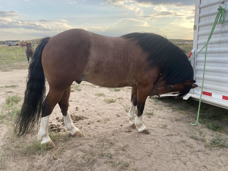 Tinker Mix Ruin 10 Jaar 140 cm Roan-Bay in Thedford