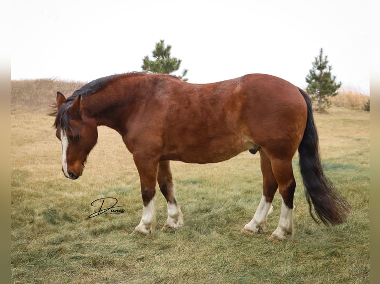 Tinker Mix Ruin 10 Jaar 140 cm Roan-Bay in Thedford