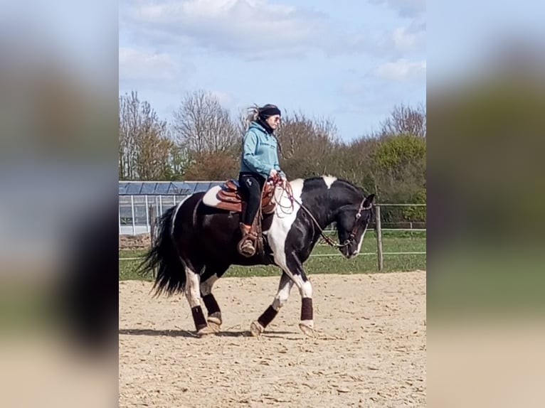 Tinker Mix Ruin 10 Jaar 143 cm Gevlekt-paard in Kevelaer