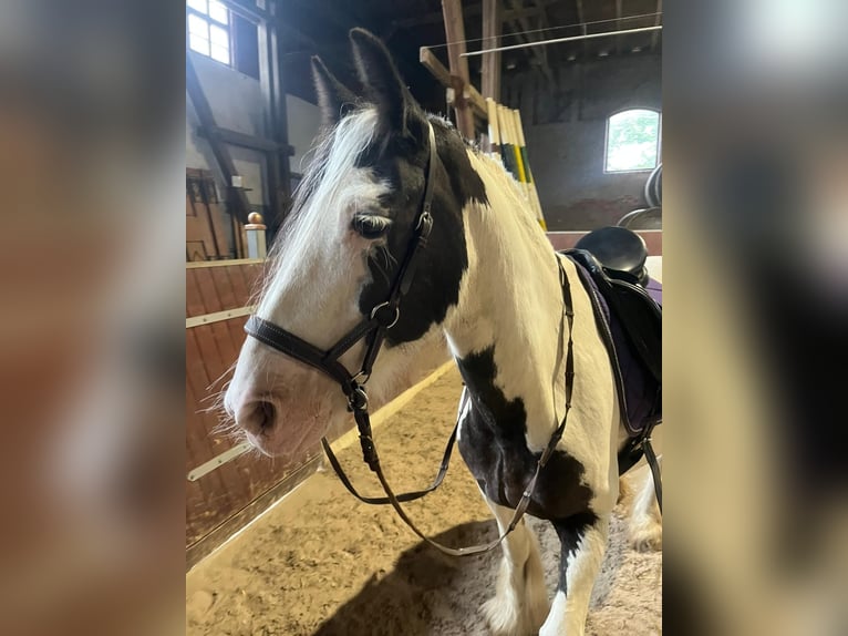 Tinker Ruin 10 Jaar 150 cm Gevlekt-paard in Wurzen