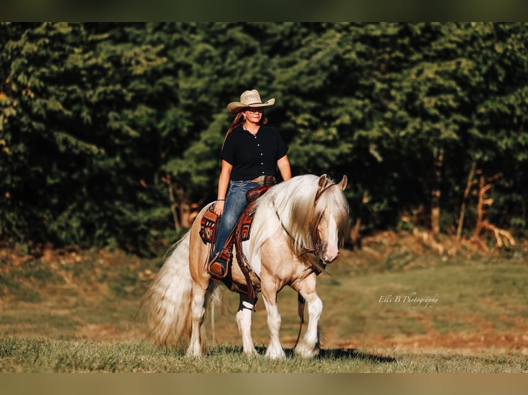 Tinker Ruin 10 Jaar 150 cm Gevlekt-paard in Mount Vernon