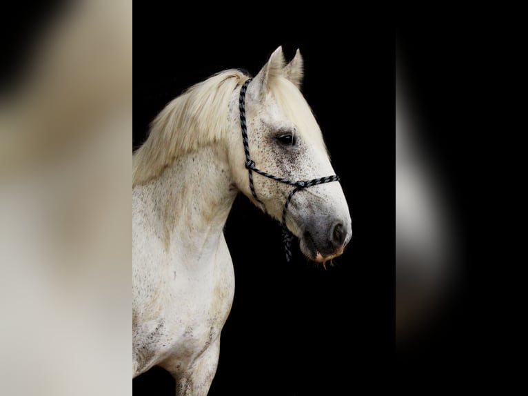 Tinker Ruin 10 Jaar 152 cm Appelschimmel in Oberkr&#xE4;mer