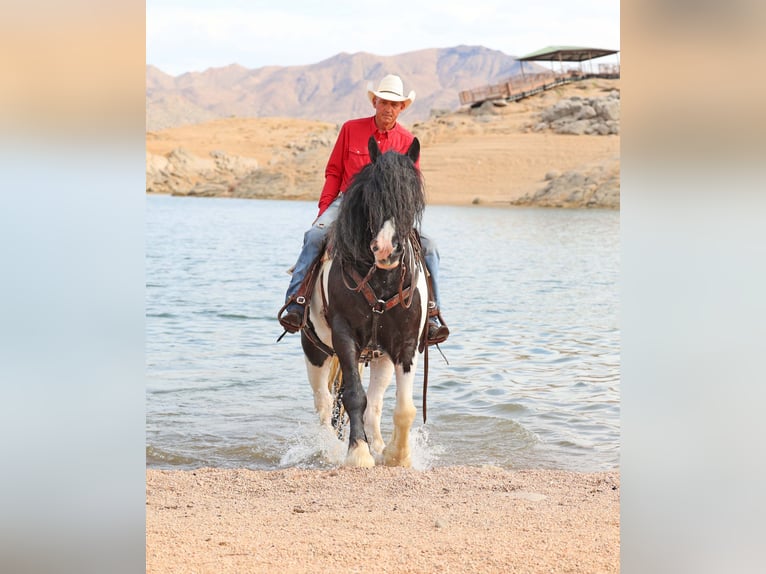 Tinker Ruin 10 Jaar 152 cm Gevlekt-paard in Cave Creek