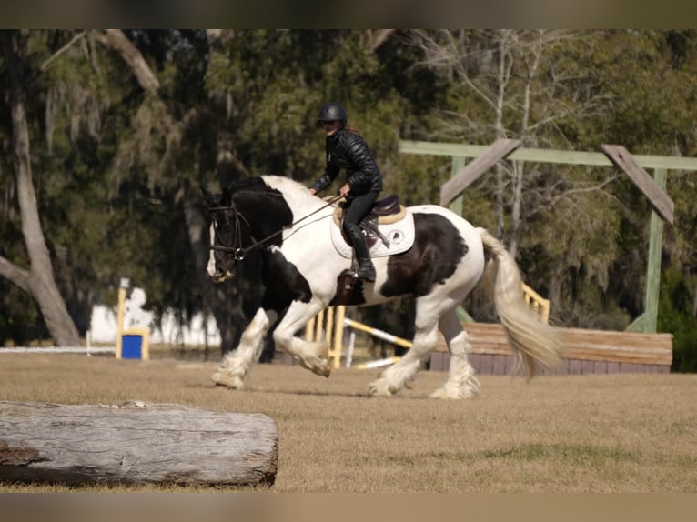 Tinker Mix Ruin 10 Jaar 152 cm Gevlekt-paard in Fresno