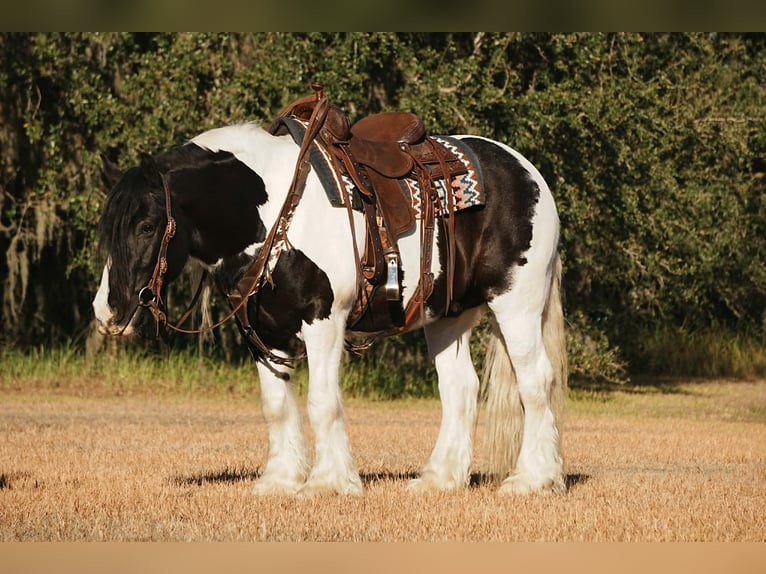 Tinker Mix Ruin 10 Jaar 152 cm Gevlekt-paard in Fresno