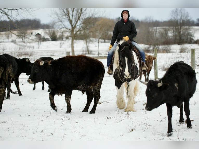 Tinker Mix Ruin 10 Jaar 152 cm Gevlekt-paard in Fresno
