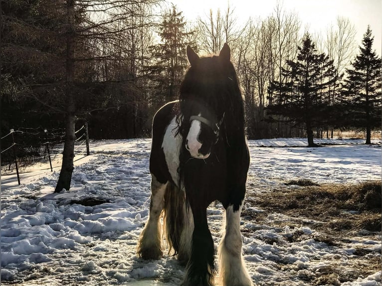 Tinker Ruin 10 Jaar 155 cm Gevlekt-paard in Howell