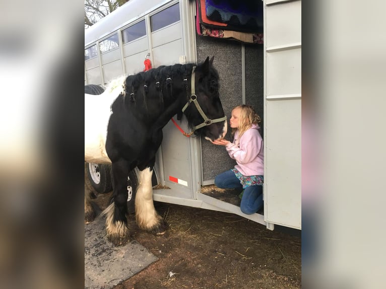 Tinker Ruin 10 Jaar 155 cm Gevlekt-paard in Howell
