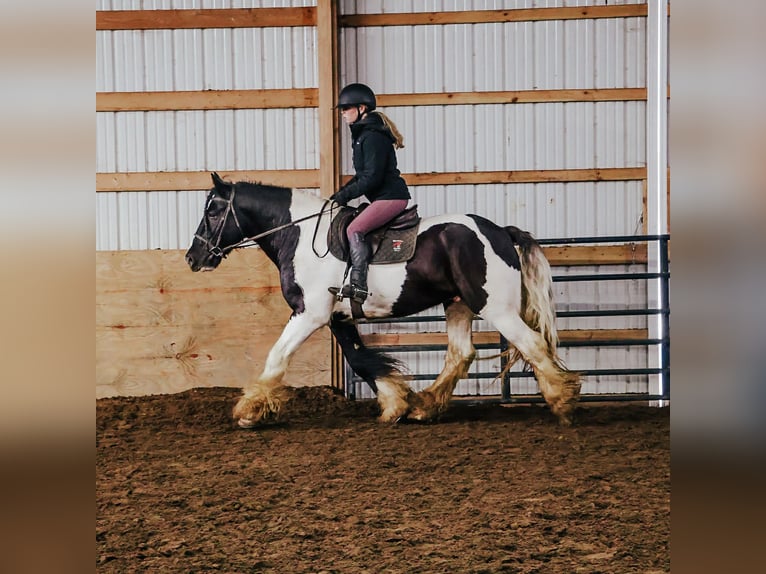 Tinker Ruin 10 Jaar 155 cm Gevlekt-paard in Howell