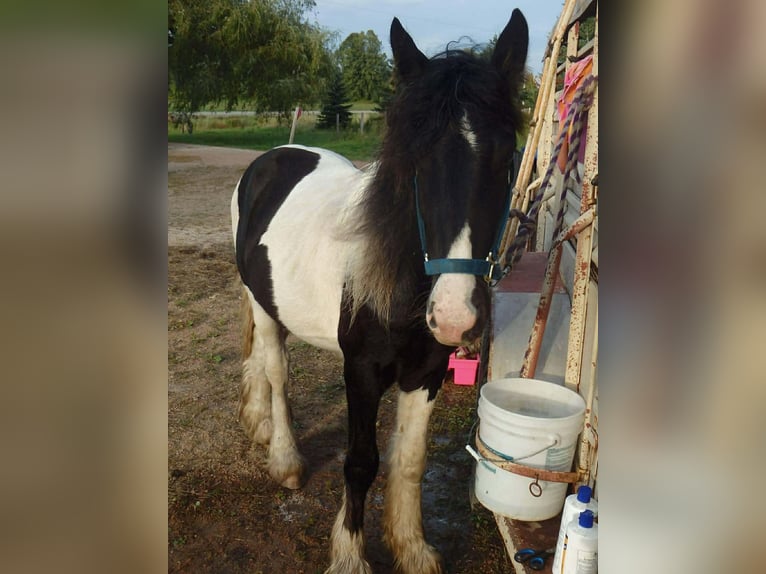 Tinker Ruin 10 Jaar 155 cm Gevlekt-paard in Howell