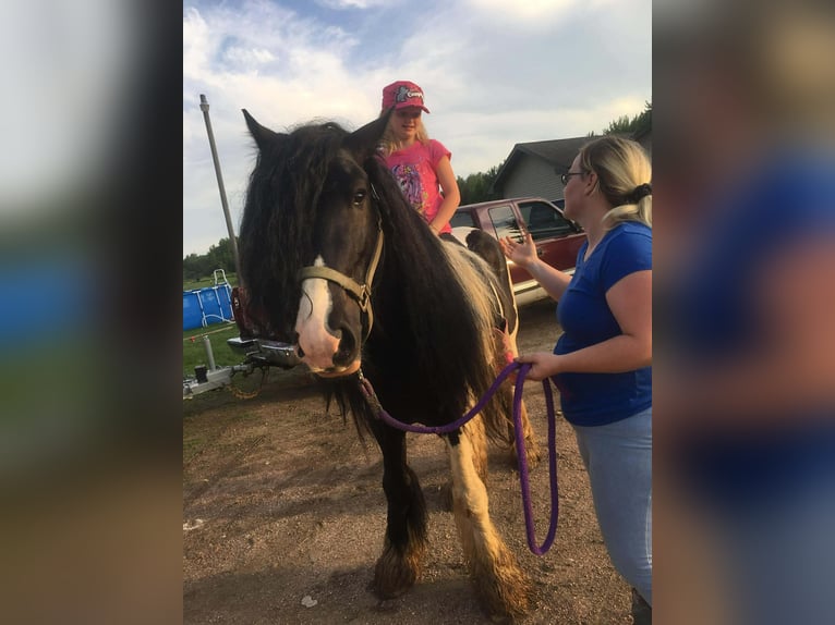 Tinker Ruin 10 Jaar 155 cm Gevlekt-paard in Howell